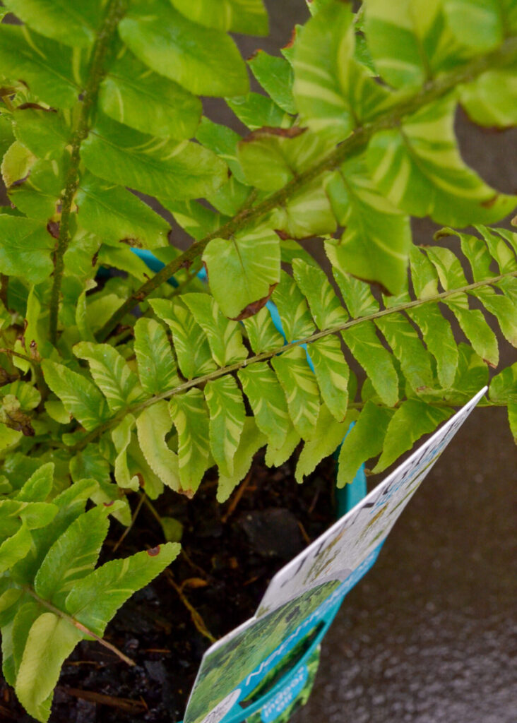 Fern - Nephrolepis Tiger - Image 3