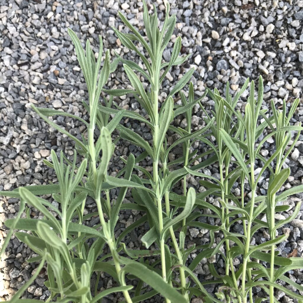 Lavender - Avonview - Image 2