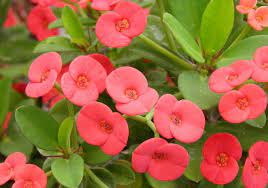 Euphorbia milii - Red Crown of Thorns