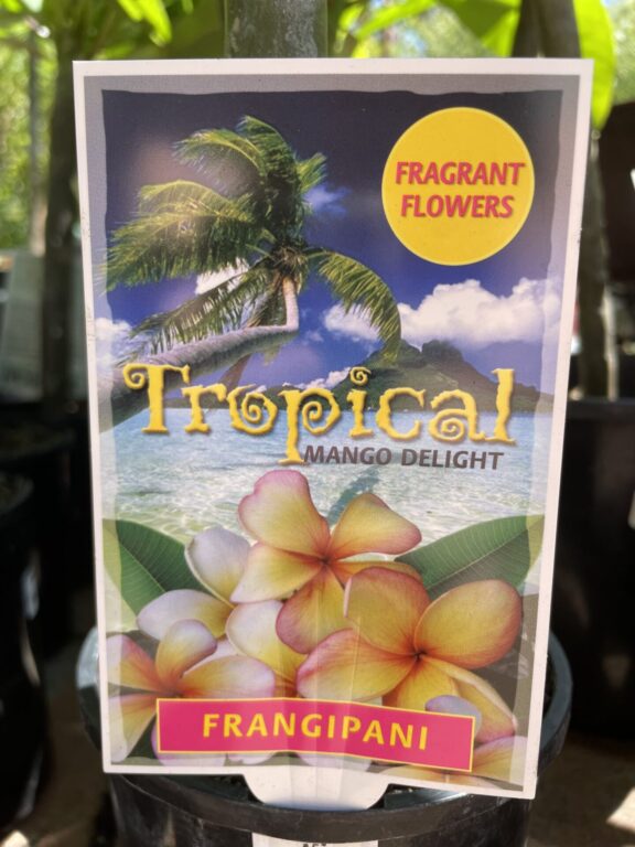 Frangipani - Mango Delight