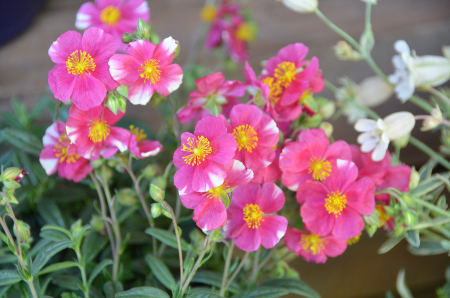 Helianthemum - Raspberry Ripple - Guildford Garden Centre