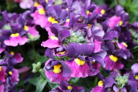 Nemesia - Sugarberry