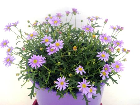 Brachyscome - Mauve Delight