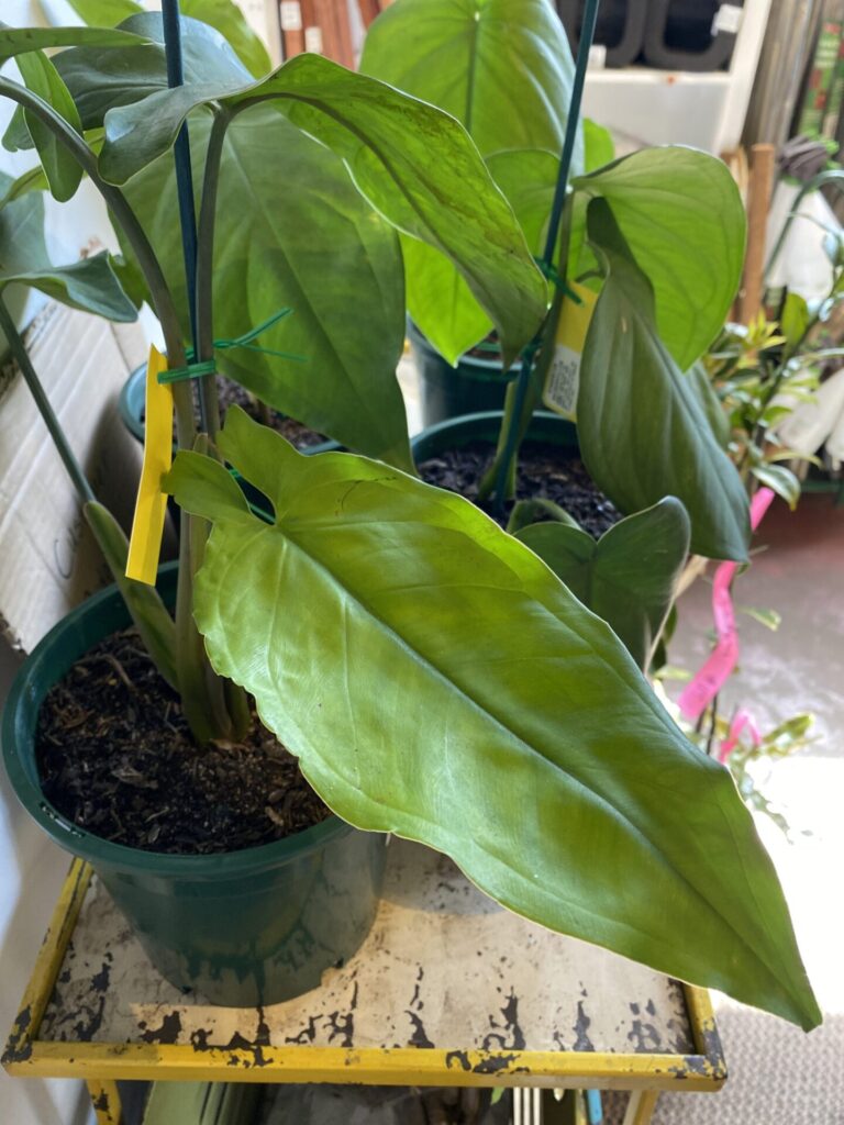 Syngonium macrophyllum