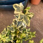 Ivy - Gold Dust - Image 2