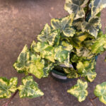 Ivy - Gold Dust - Image 3