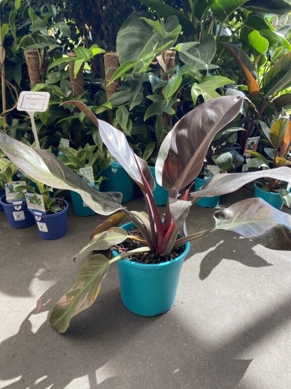 Philodendron - Imperial Red