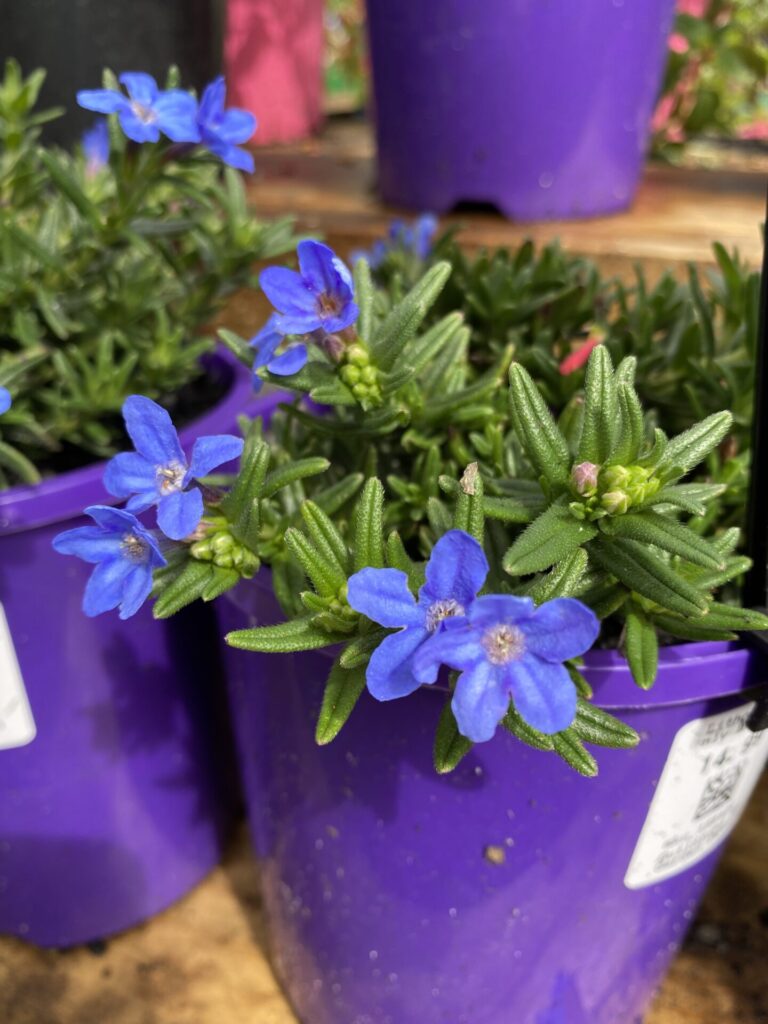 Lithodora - Heavenly Blue