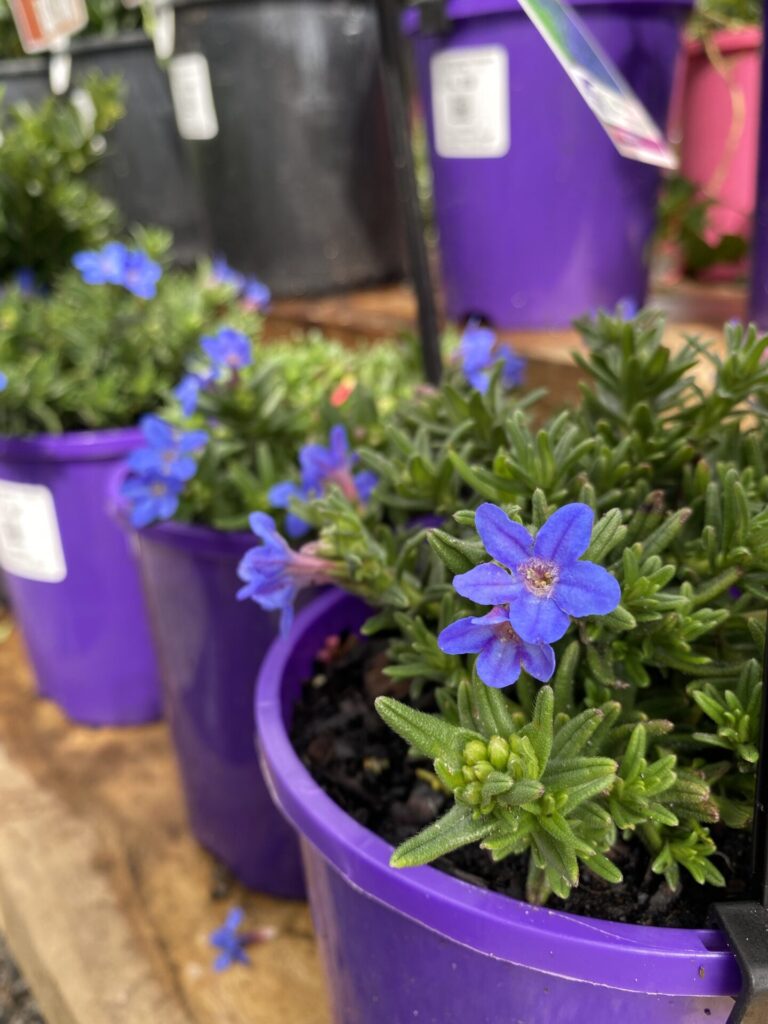 Lithodora - Heavenly Blue - Image 2