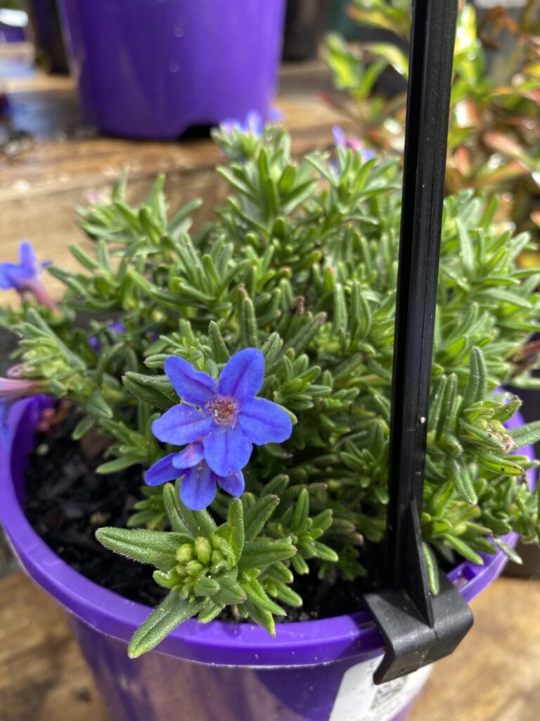 Lithodora - Heavenly Blue - Image 3