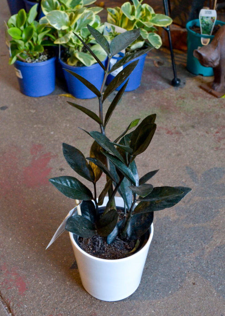 Zanzibar Gem - ZZ Plant - Raven