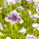 Viola hederacae - Native Violet - Image 2