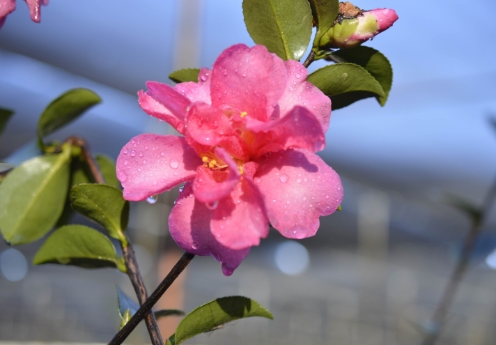 Camellia - Hiryu