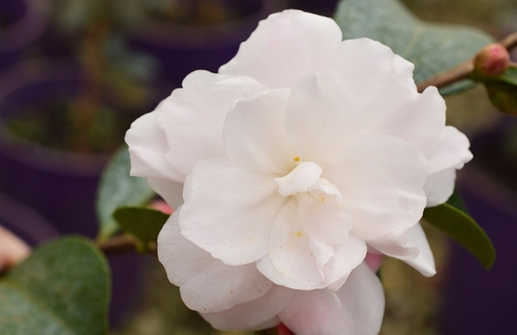 Camellia - Weroona