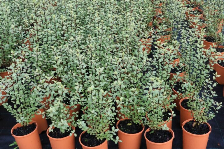 Pittosporum - Screen Between