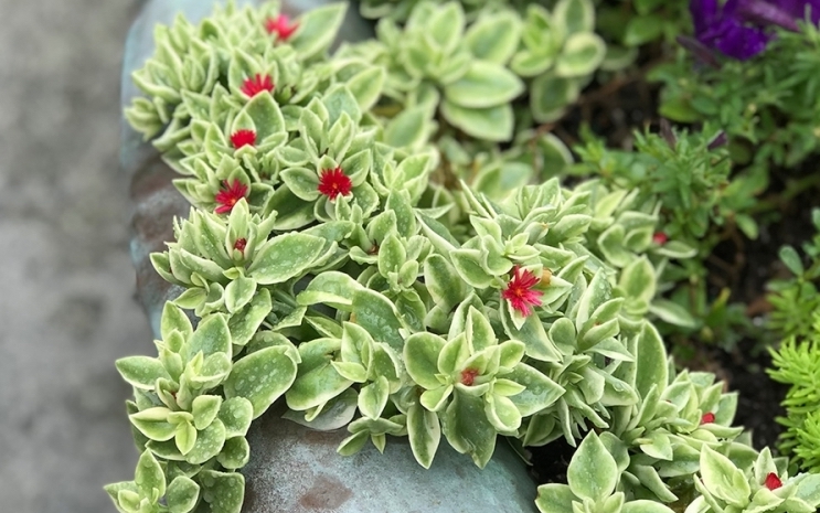 Aptenia - Variegated Baby Sunrose