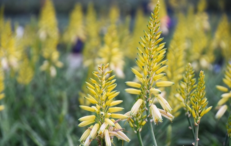 Aloe - Bush Baby Yellow