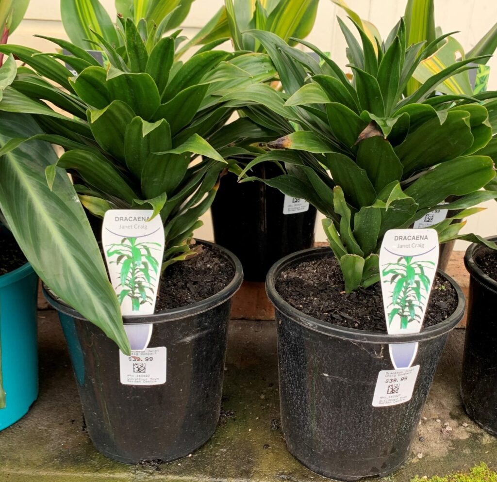 Dracaena - Janet Craig Compact