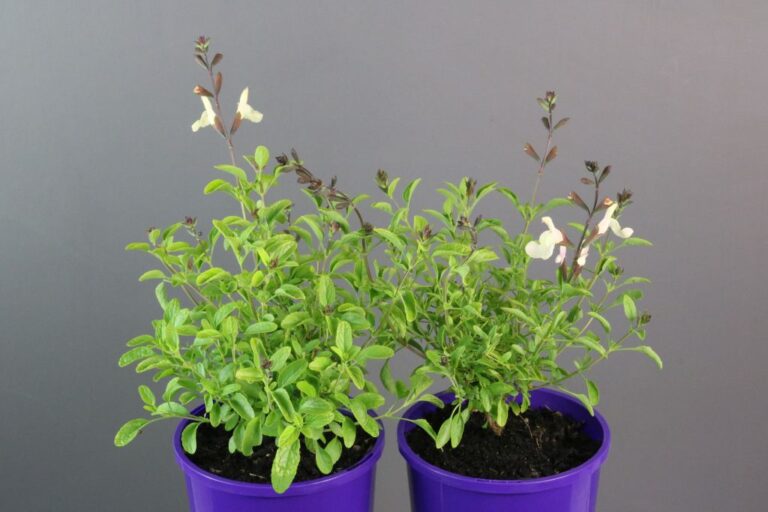 Salvia - Heatwave Glimmer