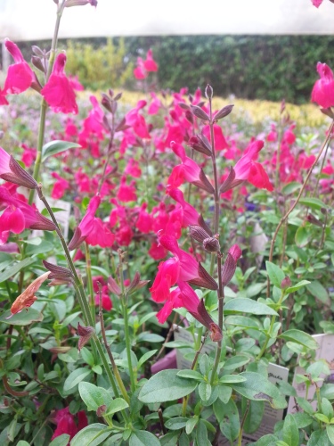 Salvia - Mesa Rose