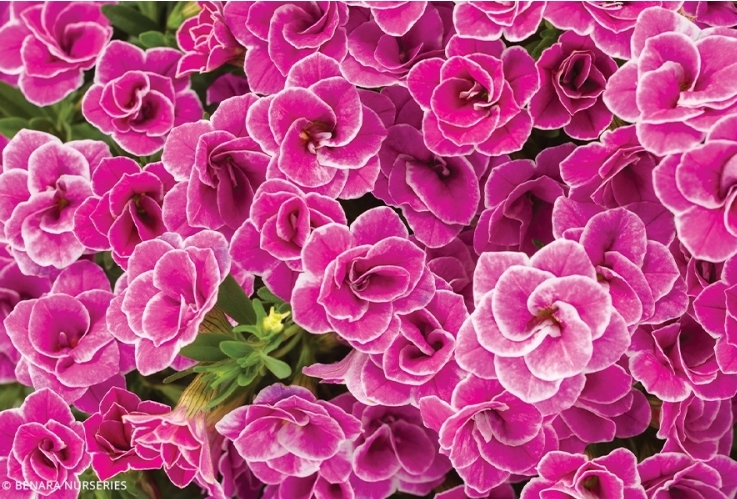 Calibrachoa - Superbells Double Love Swept