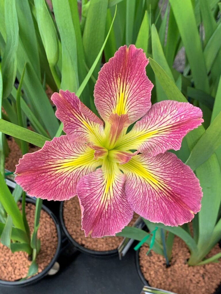 Louisiana Iris - Flamingo Flamenco