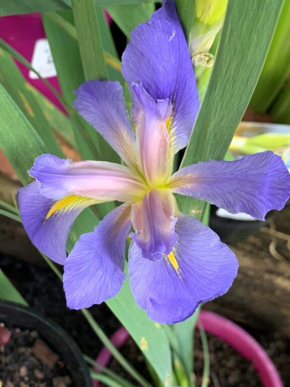 Louisiana Iris - Mini