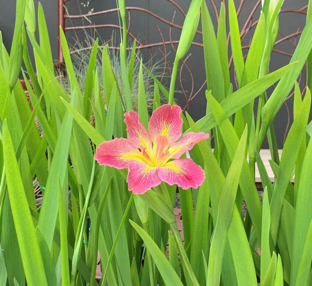 Louisiana Iris - Flamingo Flamenco - Image 2