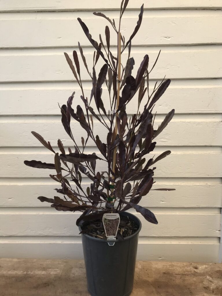 Dodonaea - Purple Hop Bush