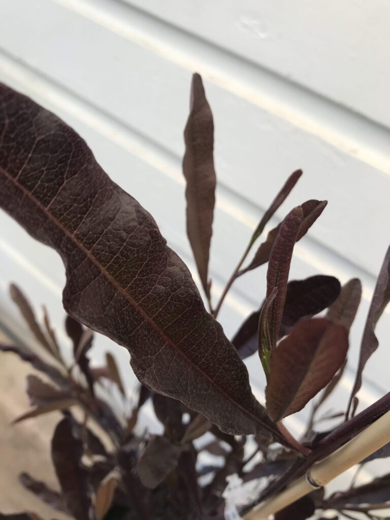 Dodonaea - Purple Hop Bush - Image 2