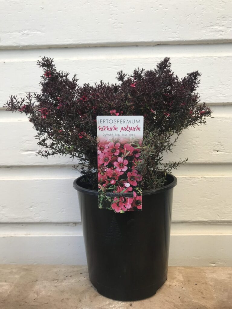 Leptospermum - Dwarf Red Tea Tree