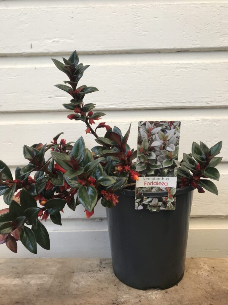 Goldfish Plant - Image 2