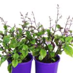 Mona Lavender - Plectranthus - Image 2