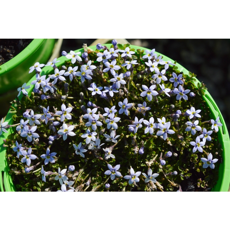 Pratia Puberula- Blue