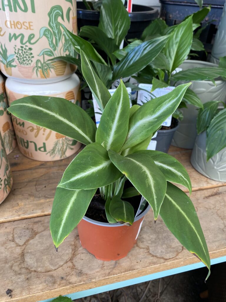 Spathiphyllum – White Lightning - Peace Lily