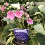 African Violet - Image 2
