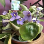 African Violet - Image 3