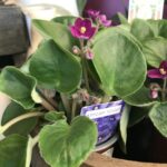African Violet - Image 4