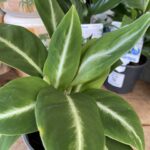 Spathiphyllum – White Lightning - Peace Lily - Image 2