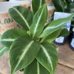 Spathiphyllum – White Lightning - Peace Lily - Image 3