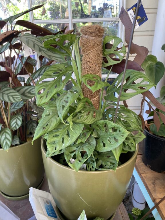 Monstera Adansonii - Monkey Mask