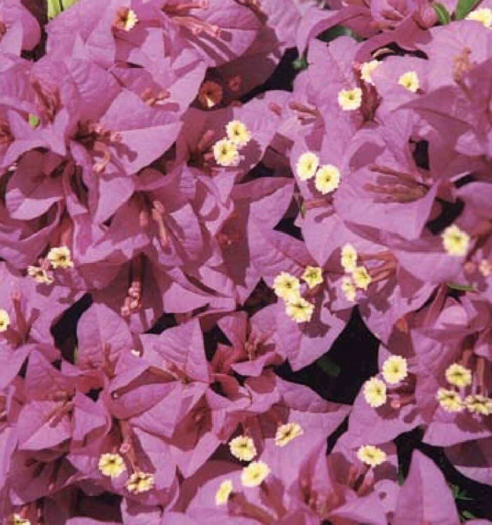 Bougainvillea - Bambino® - Nonya