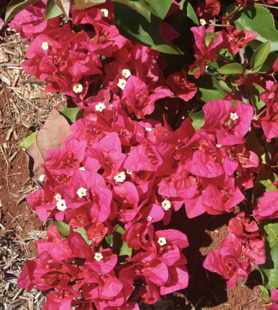 Bougainvillea - Bambino® - Firefly