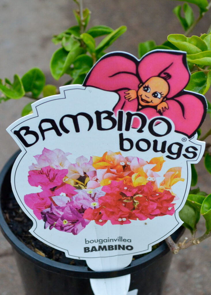 Bougainvillea - Bambino® - Firefly - Image 2