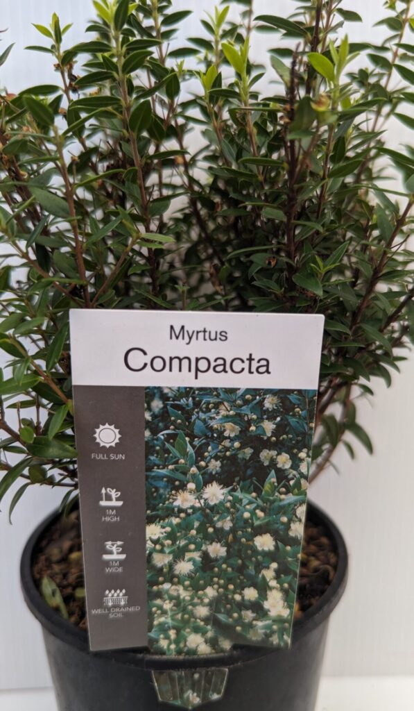 Myrtus - Dwarf Common Myrtle