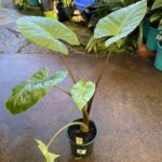 Alocasia gigantea - Giant Elephants Ear