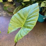 Alocasia gigantea - Giant Elephants Ear - Image 2