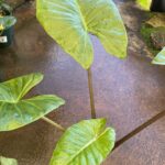 Alocasia gigantea - Giant Elephants Ear - Image 3
