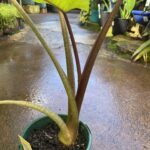 Alocasia gigantea - Giant Elephants Ear - Image 4