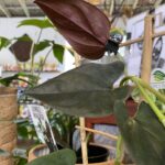Syngonium - Red Arrow - Image 2